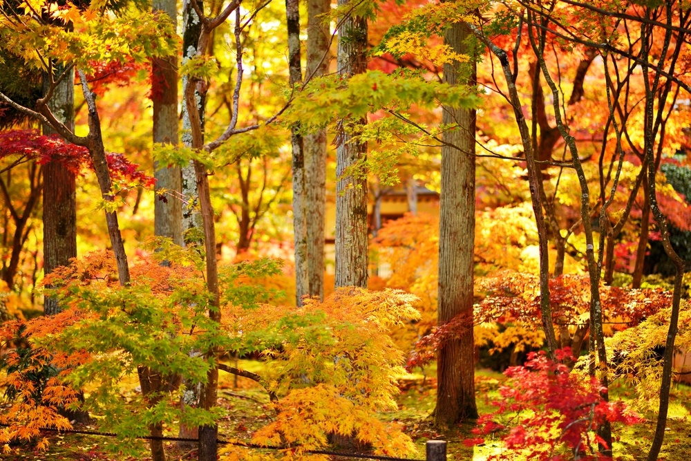 Fall foliage at Eikando Temple in Kyoto, Japan..jpeg